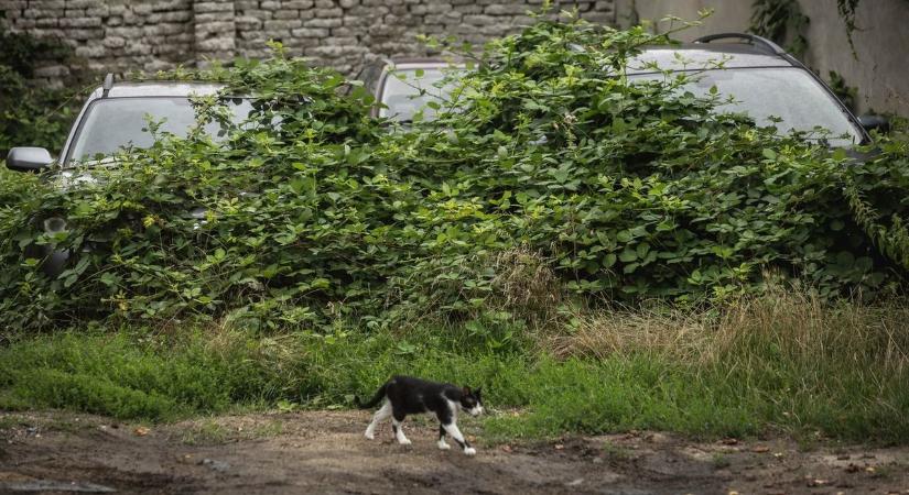 Többéves titkok a növények alatt, nincs magyarázat a debreceni telek rejtélyes lakóira – fotókkal, videóval