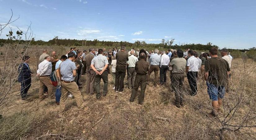 Kipusztulnak a Duna–Tisza-közi erdők, új stratégia jön a túlélésért – galériával