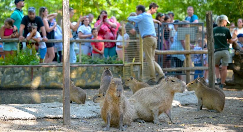 Fantasztikus fotók a vízsugárnak örülő győri elefántokról