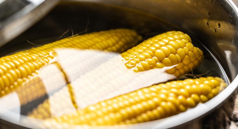 Váratlan hírek érkeztek a magyar kukoricáról: ezt nem sokan hitték volna