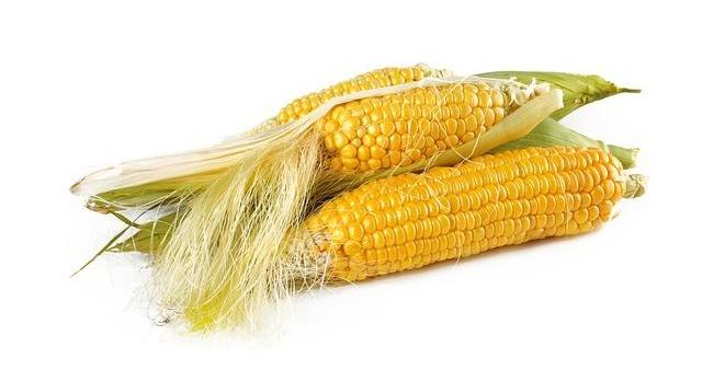 Syngenta: Európa élmezőnyében a magyar csemegekukorica-termelés