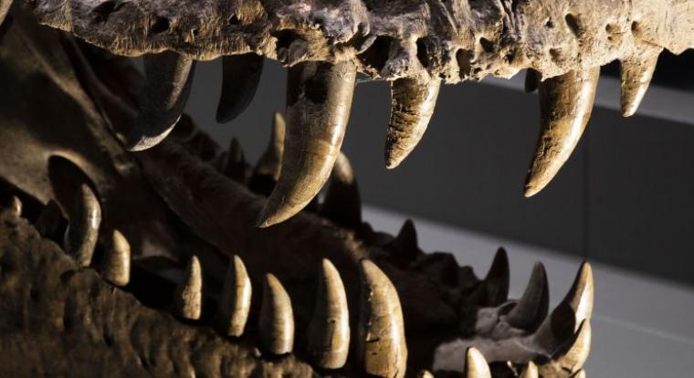 Dinoszauruszfogak árulták el, milyen volt a levegő 100 millió évvel ezelőtt