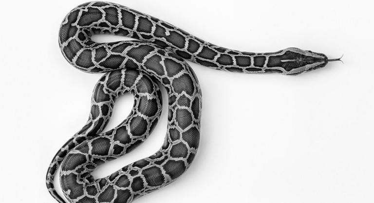 Mágneses módszerrel védik maguk a kígyók a méreg ellen