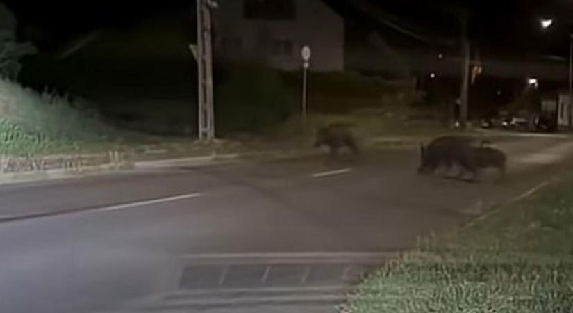 Éjszakai rettegés: vadállatok vették be Pécs lakónegyedeit? (VIDEÓ)