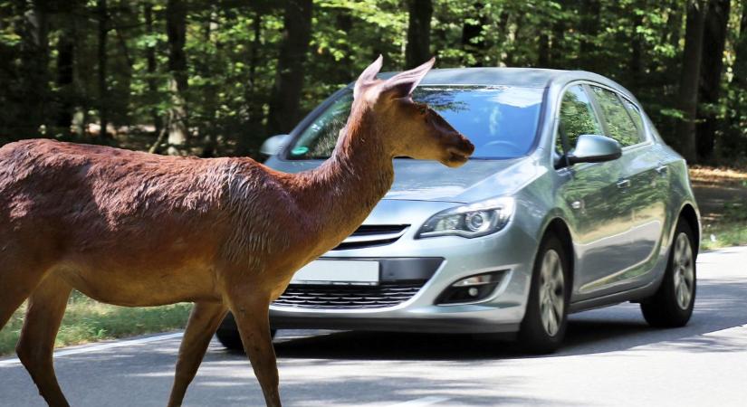Vissza kell ülni a volán mögé, különben a félelem megbénít