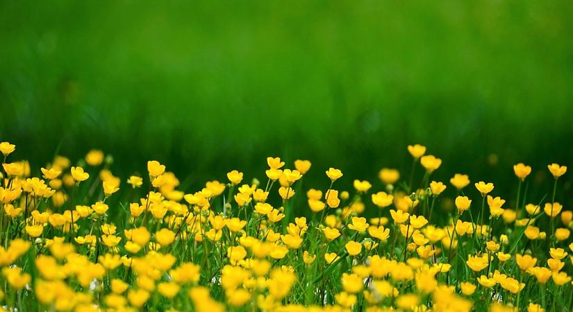Célzott támogatás segíti a díszkertész kisvállalkozókat