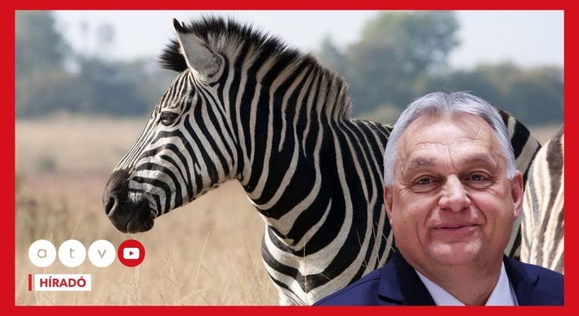 Meglepő nevek: ők a „harapós” zebra DPK-tagjai