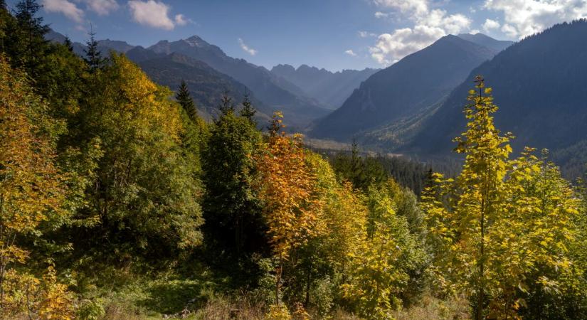 Taraba reagált a nemzeti parkokban végzett tarvágással kapcsolatos bírálatokra
