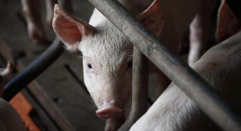 Csökken az élő sertés importja, exportja és a termelői ára is