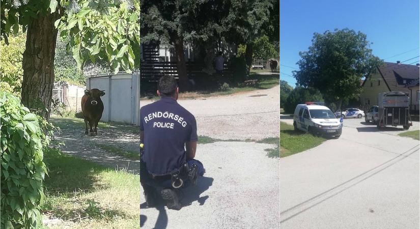 Elszabadult bika rohangált Székesfehérváron – két óra múlva fogták be