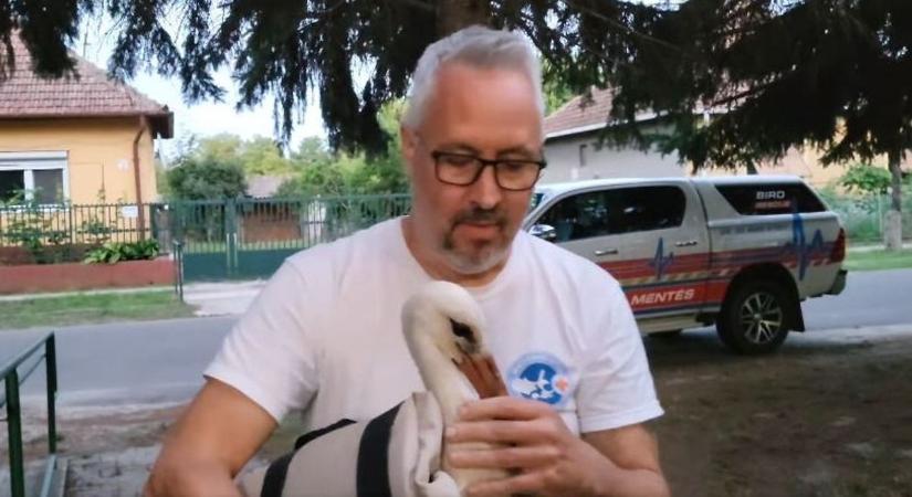 Nagyot eshetett Villám, a poroszlói kisgólya, videón a megmentése