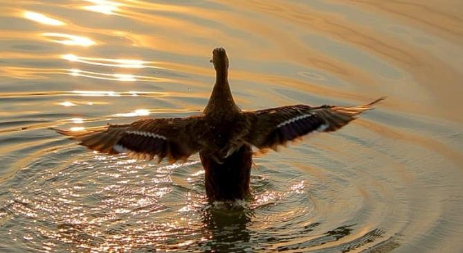 Szombaton végre elrajtolhat a Balaton-átúszás