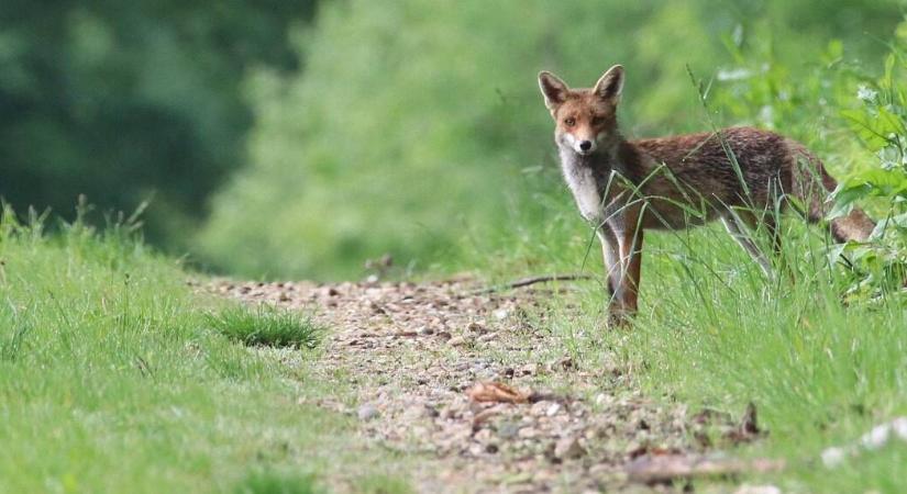 Egyre több a fertőzött róka – veszélyes az emberre is
