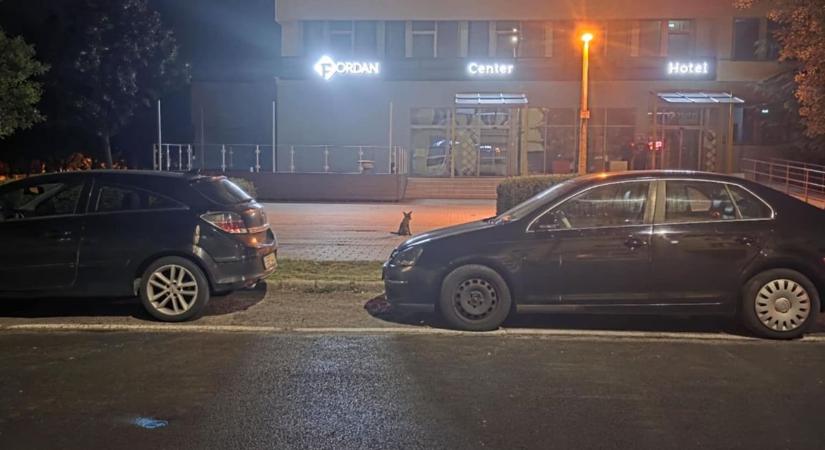 Ragadozó járja a pécsi belvárost, vajon milyen állatról lehet szó? (VIDEÓ)