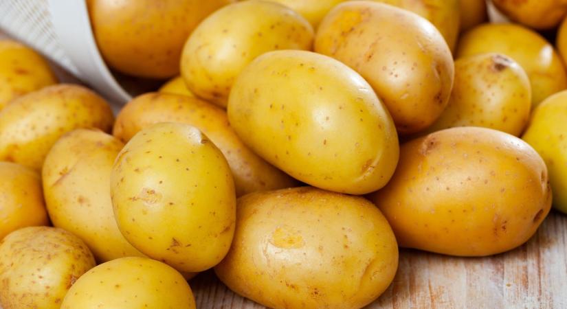 A szakember kimondta, mi a baj a hazai burgonyaágazattal