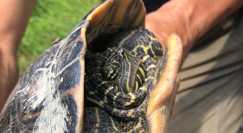 Ilyet még a természetvédők se láttak: rekordméretű teknős bukkant elő a Tiszából!