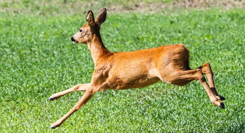 Egy bátor kislánynak köszönheti az őz az életét. Megható levélben írta le a zalaegerszegi Alsóerdőn történteket