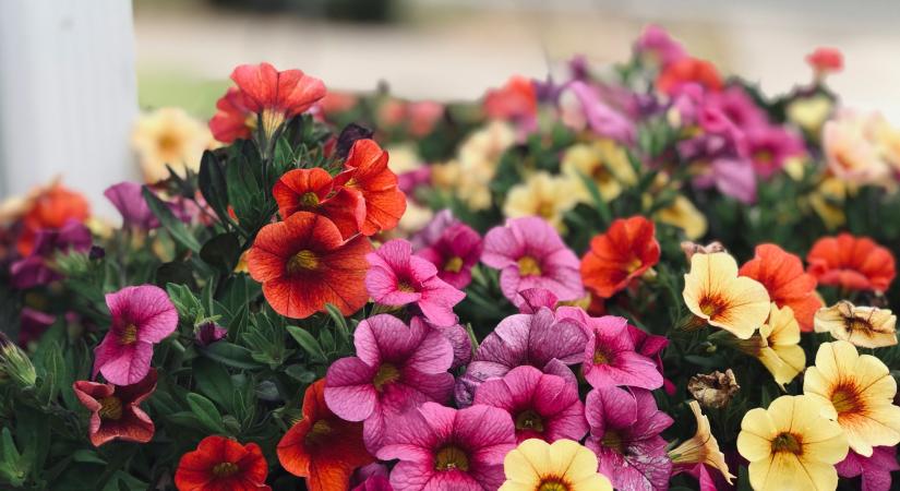 A petúnia locsolásánál ezt a 4 szabályt muszáj betartani
