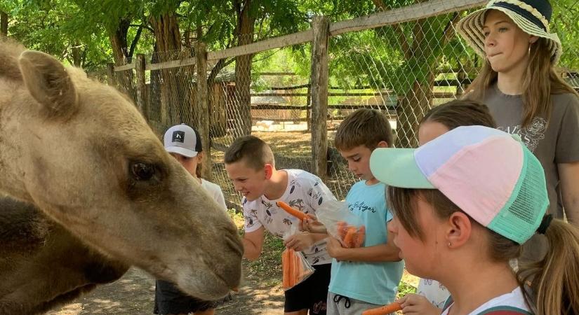 Múzeumi tábor? Ilyet még nem láttunk: tevék és vadregényes kalandozások Pakson