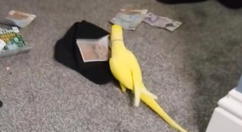 Amikor ez a papagáj kimondott 3 szót: 15 ember kezén kattant a bilincs - Videó