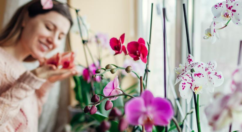 Tudtad? Éltető elixír az orchidea számára ez a konyhai alapanyag
