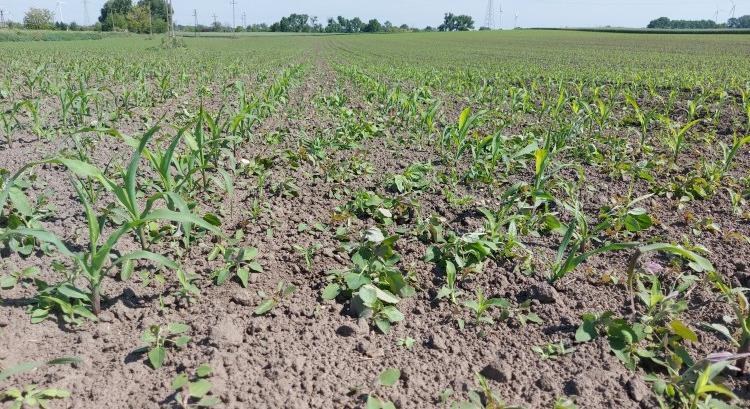 20 év szünet után új herbicideket engedélyez az EU