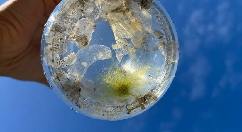 Mindenki nyugodjon le, nincsenek medúzák a Balatonban