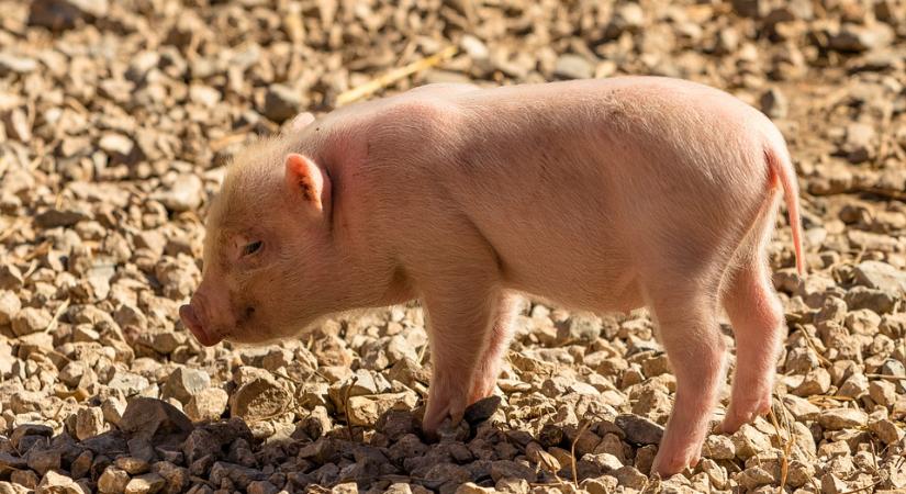 Kitört a pánik: Megjelent a rettegett kór a magyar határnál – ezt lehet most tudni