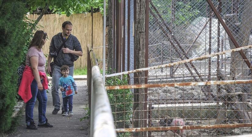 Ilyen cukit a héten már tuti nem látsz, bemutatták a Gyöngyösi Állatkert legfiatalabb lakóját