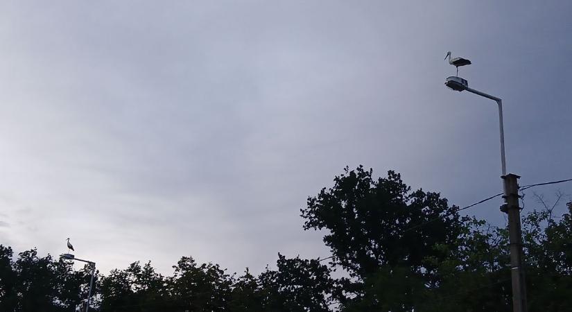 Villanyoszlopon pihennek a nagy utazás előtt