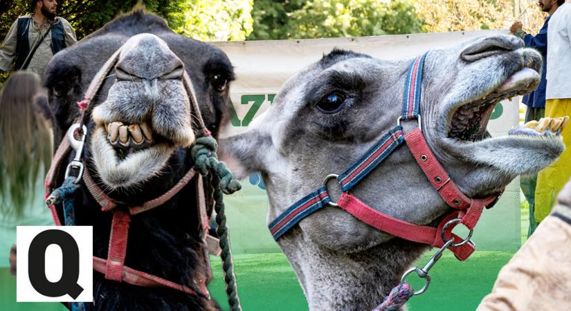 Lesznek-e elég bátrak a döntéshozók ahhoz, hogy megszüntessék a tragikus magyarországi vízhelyzet okait?