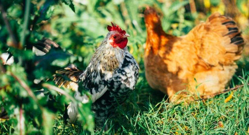 Tyúkok a kertben – Mit hagyj meg nekik, és mit keríts el gyorsan?