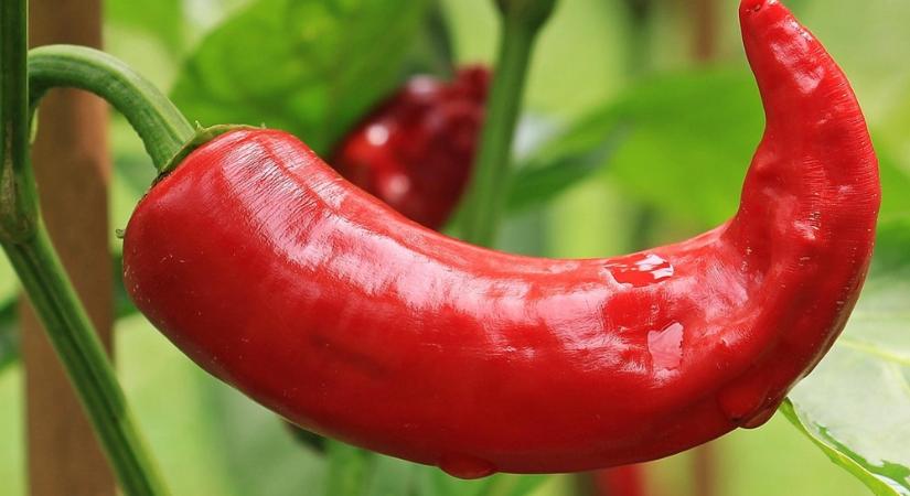 A paprika nem hazudik – mit árul el rólunk, mit ültetünk a kertbe?