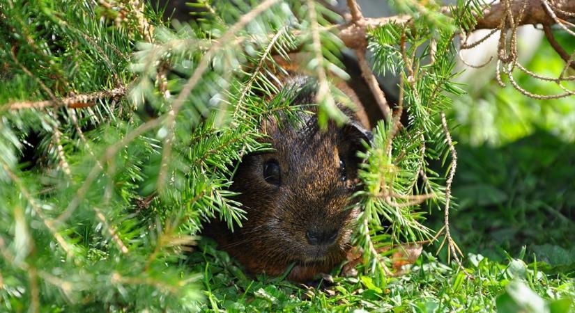 Ki rágja a pálmát? – Szobanövények és kisállatok: barátság vagy harc?