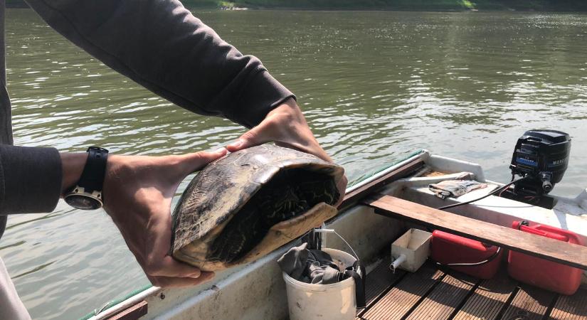 Brutális méretű teknőst fogtak ki a Tiszából – nem lett volna szabad ott lennie