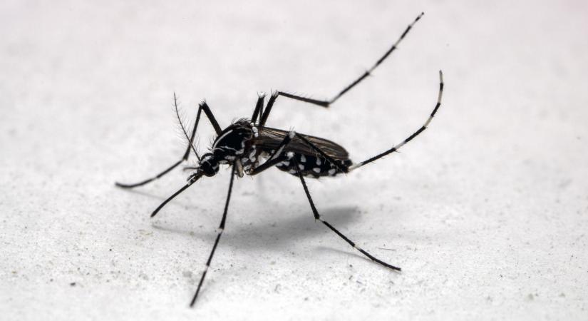 Félelmetes szúnyogot találtak pécsi kutatók