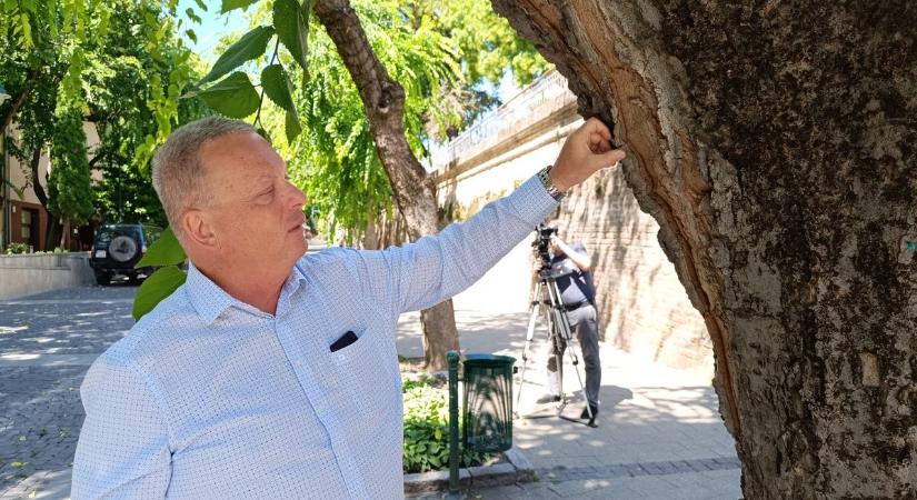 Veszélyes fákra vadásznak a településen – Mutatjuk, mit terveznek velük