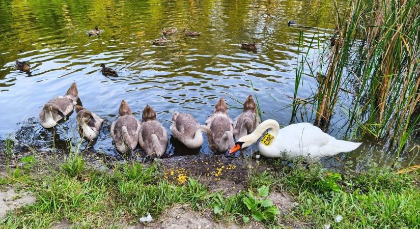 Nyolc kis hattyú a győri tavon - videó