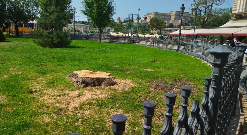 Volt fa, nincs fa: az állami ünnep miatt vágták ki a Vigadó tér óriását