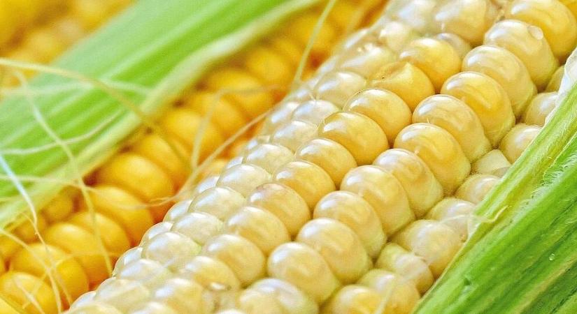 Édes, roppanós, friss – a tökéletes főtt kukorica receptje