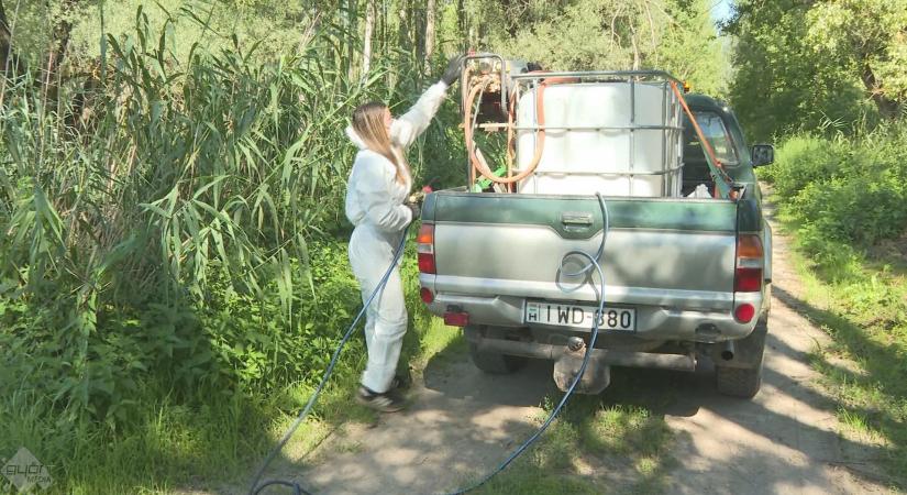 Megkezdték a szúnyoggyérítést