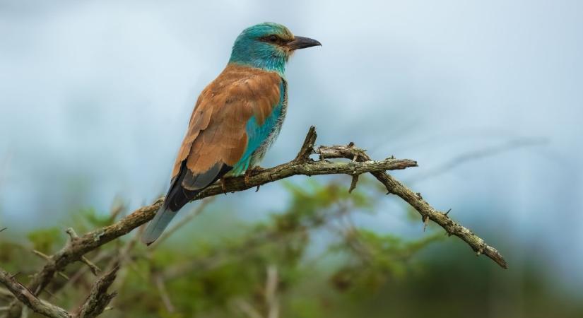 Visszatérnek a szalakóták – Natura 2000-es fejlesztés indul Paksnál