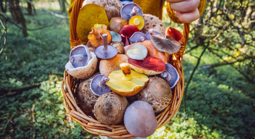 5 ínycsiklandó gombás recept, ami kiváltja a húst