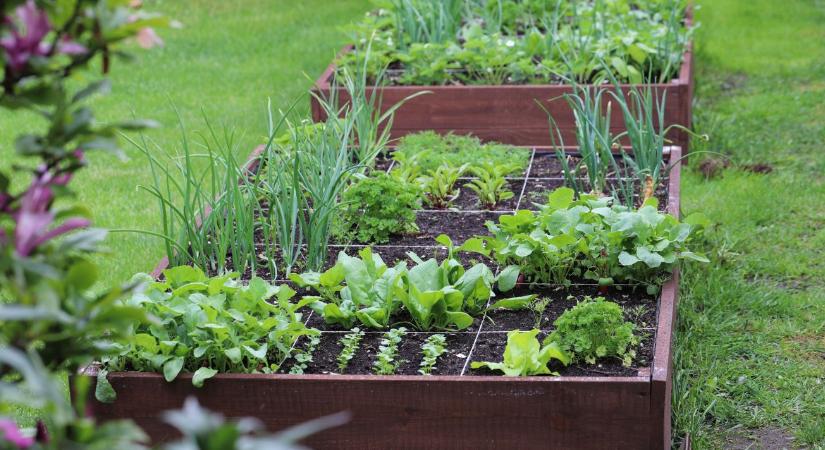 Nagyanyáink már tudták – és te tudod, mi a foodscaping?