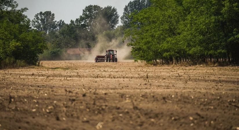 Forróság pusztítja tovább a földeket, több rekordot is megdöntöttek Bács-Kiskunban