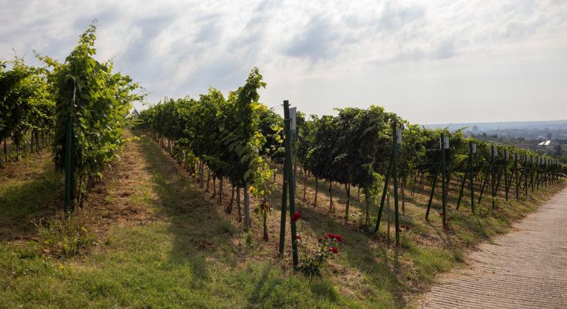 Újabb lendület a magyar borászok számára: az Agrárminisztérium újabb pályázatokkal támogatná a hazai termelőket
