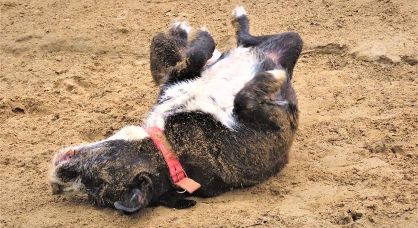 Bezárt a szegedi kutyás strand, de mutatjuk, hova mehettek mégis