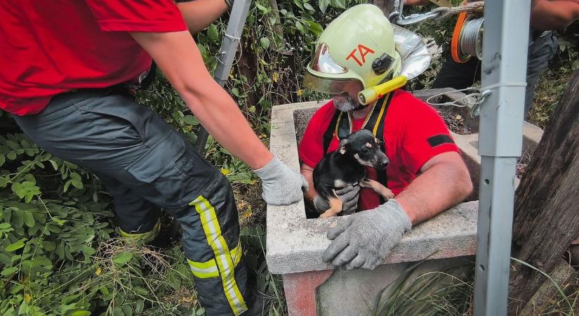 Mély kút fogságából menekült meg a cuki kölyökkutya, a tűzoltóknak köszönheti – fotók