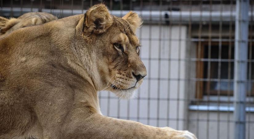 Zimba, Elza és Linua már nagyon várja a Mátraalján a velük ünneplőket