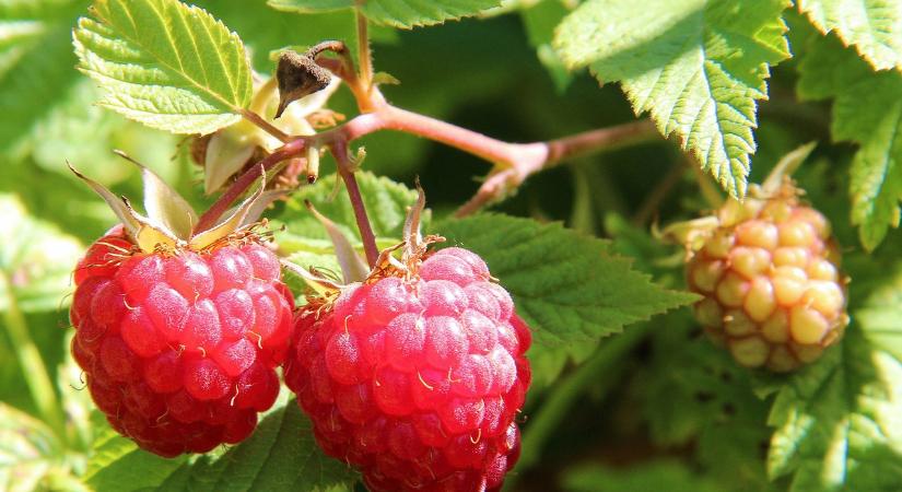 Visszaszorult a hazai málnatermesztés: a piacon főként drága import málna kapható